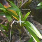 Jumellea recta Orchidaceae En démique Mascareignes 583.jpeg